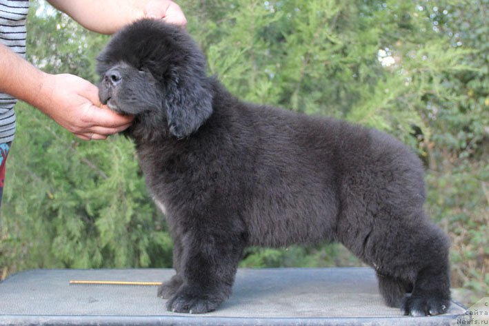 Фото: ньюфаундленд Жерар с Берега Дона (Zherar s Berega Dona)