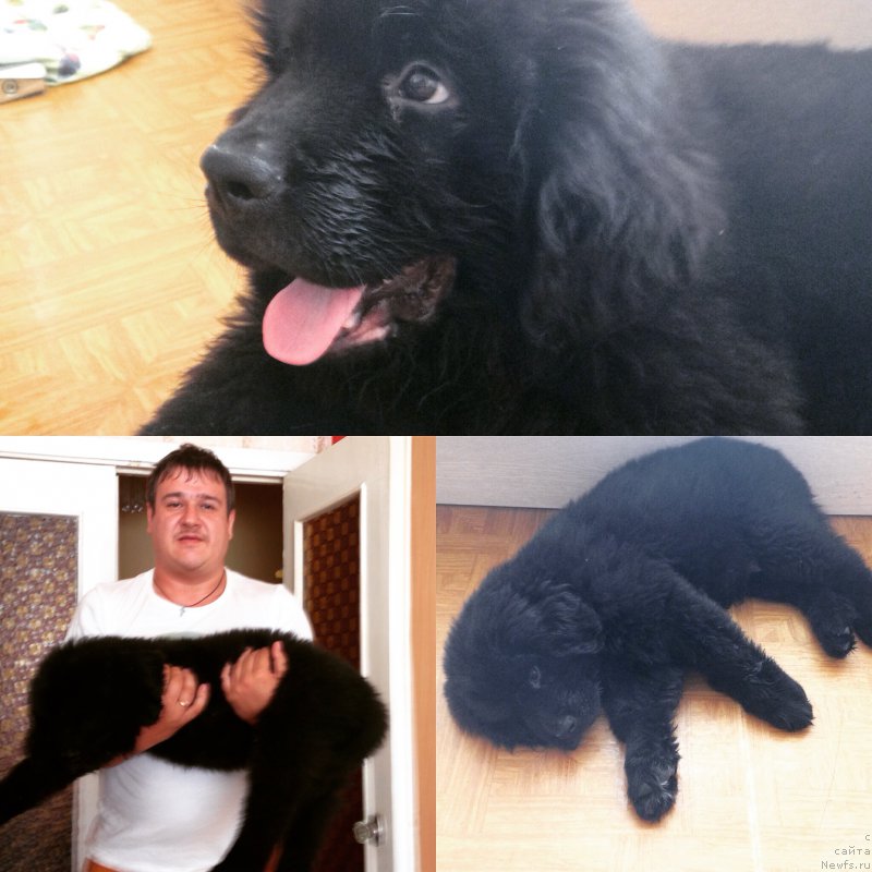 Фото: ньюфаундленд Черный Балу Жерар, Павел Тупиков