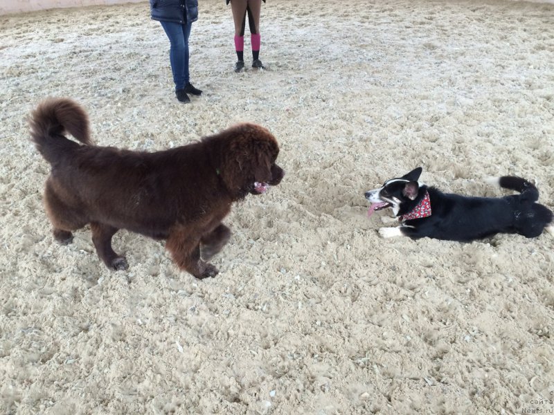 Фото: ньюфаундленд Ньюфорт Васаби