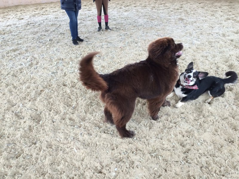 Фото: ньюфаундленд Ньюфорт Васаби