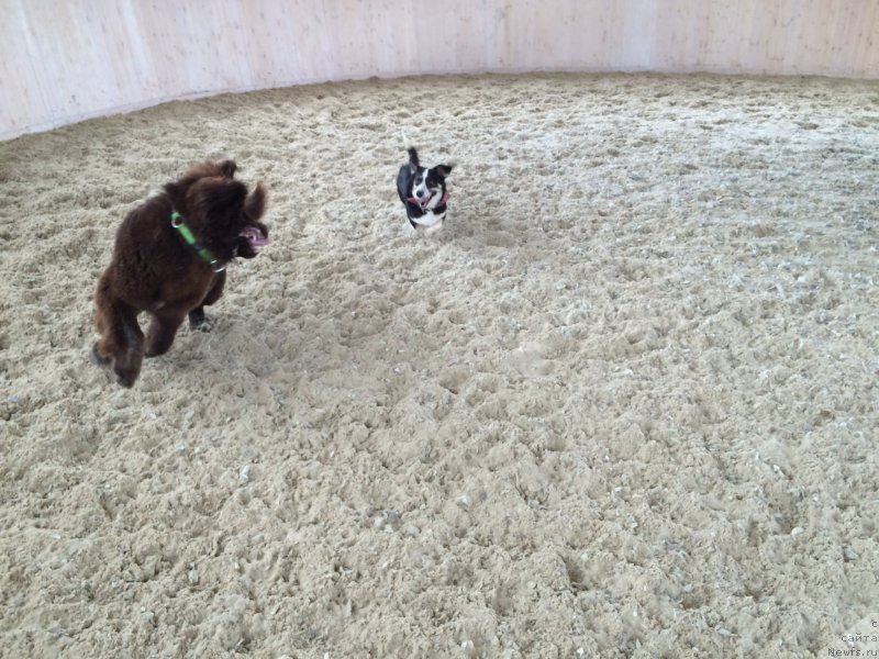 Фото: ньюфаундленд Ньюфорт Васаби