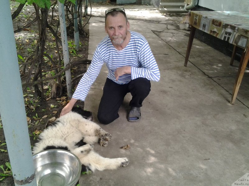 Фото: ньюфаундленд Дар Богов фром Рашн Беар