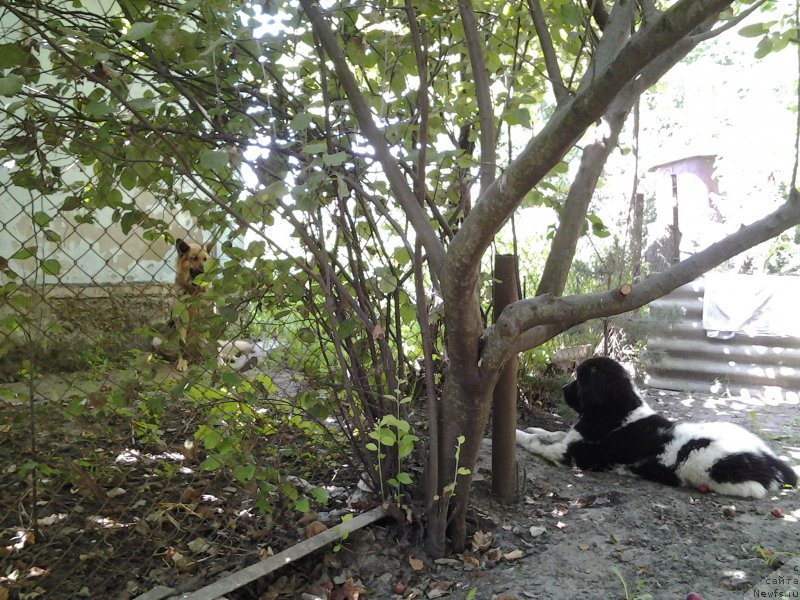 Фото: ньюфаундленд Дар Богов фром Рашн Беар