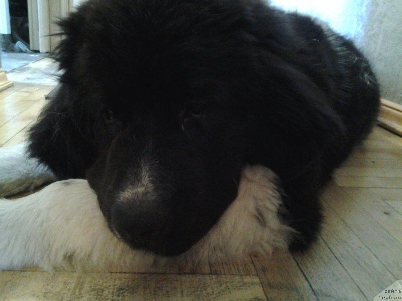 Фото: ньюфаундленд Дар Богов фром Рашн Беар