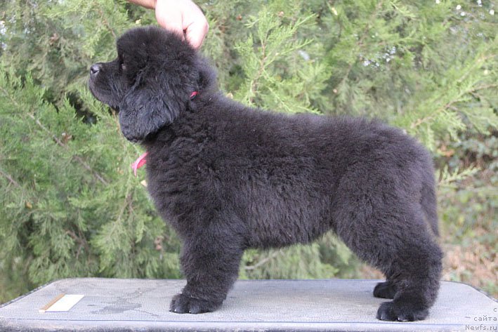 Фото: ньюфаундленд Женриетта с Берега Дона (Zhenrietta  s Berega Dona)