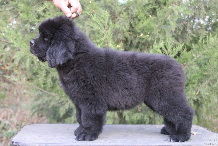 Фото: ньюфаундленд Жоржетта с Берега Дона (Zhorzhetta s Berega Dona)