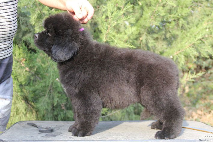 Фото: ньюфаундленд Жанетта с Берега Дона (Zhanetta s Berega Dona)