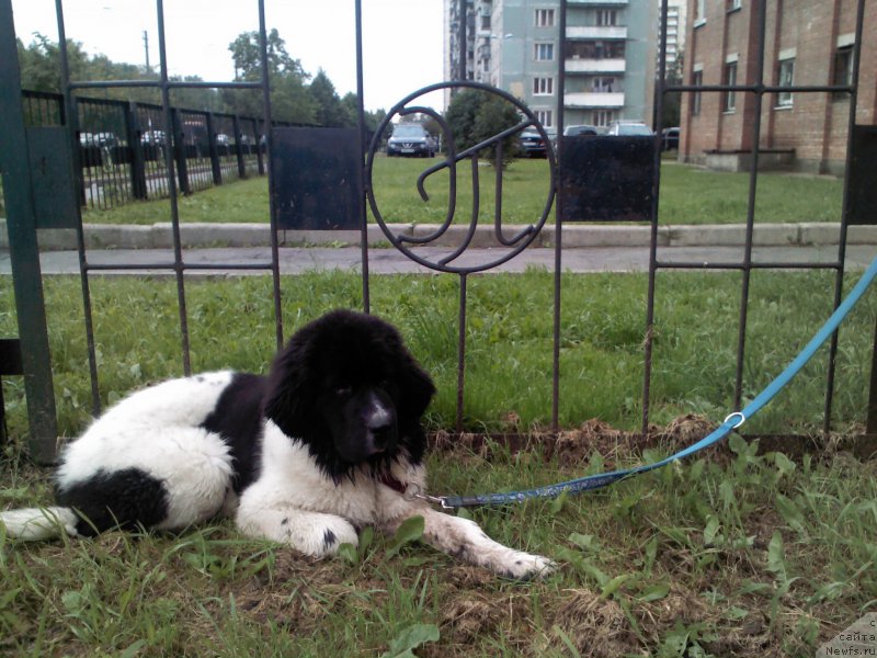 Фото: ньюфаундленд Дар Богов фром Рашн Беар