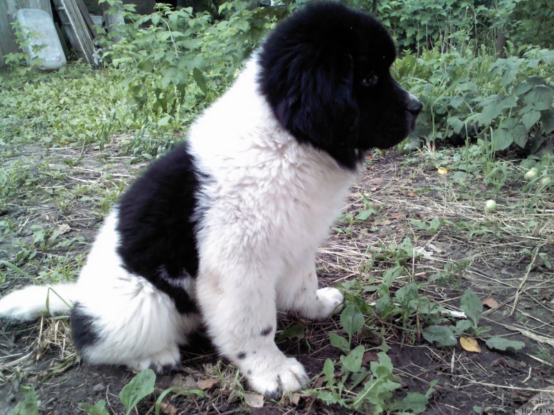 Фото: ньюфаундленд Дар Богов фром Рашн Беар