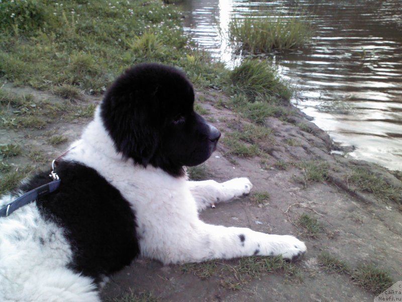 Фото: ньюфаундленд Дар Богов фром Рашн Беар