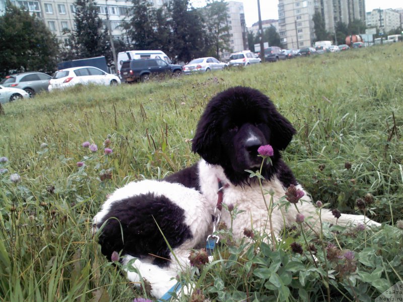 Фото: ньюфаундленд Дар Богов фром Рашн Беар