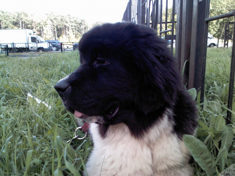 Фото: ньюфаундленд Дар Богов фром Рашн Беар