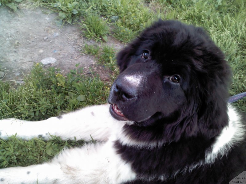 Фото: ньюфаундленд Дар Богов фром Рашн Беар