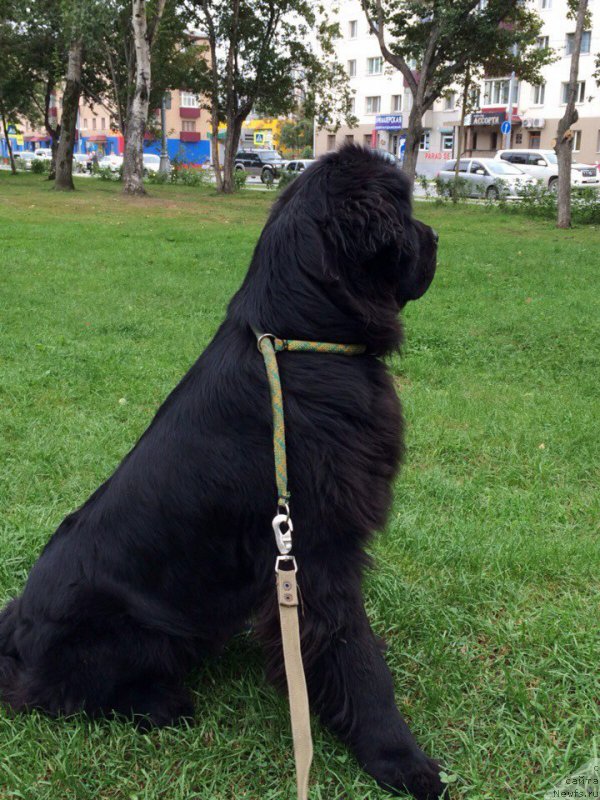 Фотография № 190906