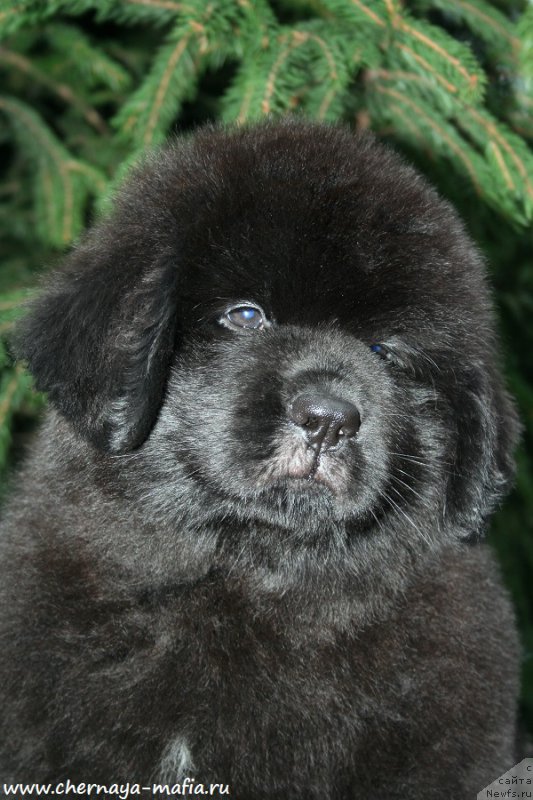 Фотография № 190920