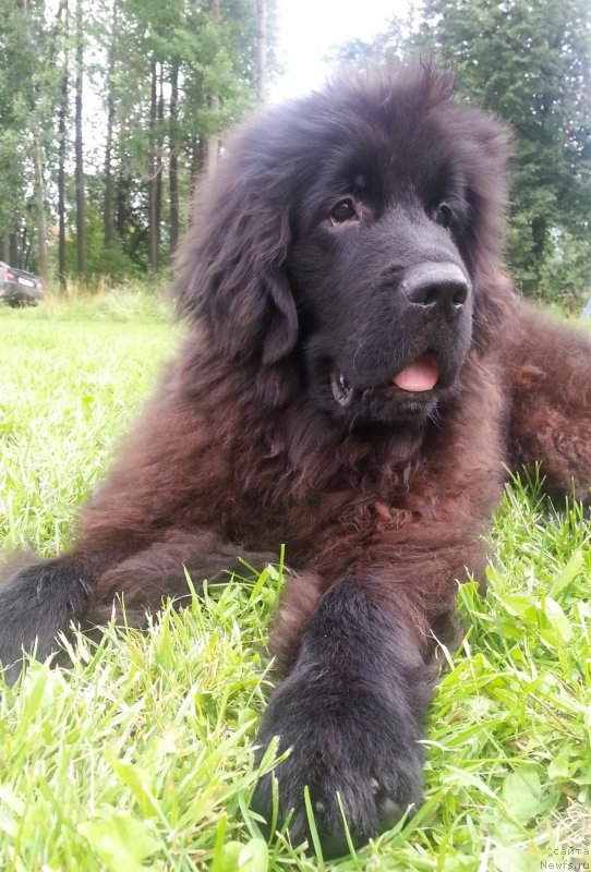 Фото: ньюфаундленд Кипер Соул Симба