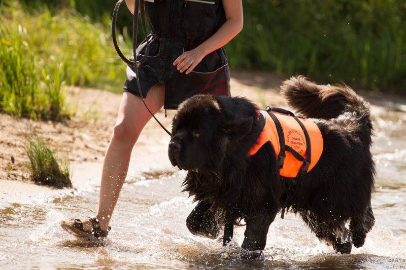Фото: ньюфаундленд Кипер Соул Лайон Хэерт