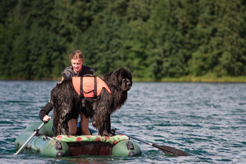Фото: ньюфаундленд Кипер Соул Лайон Хэерт, Ольга Иванова
