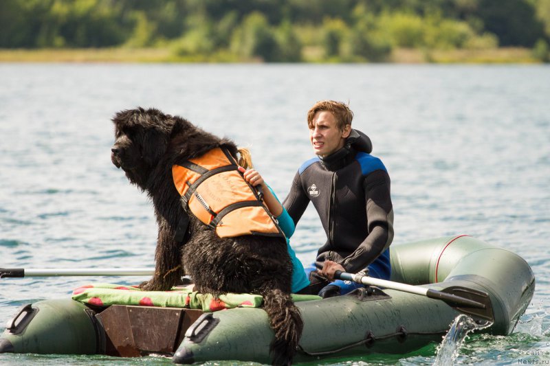 Фото: ньюфаундленд Акватория Келвин Фиона (Aquatoriya Kelvin Fiona)