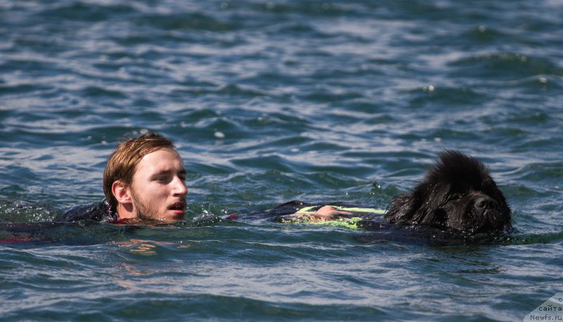 Фото: ньюфаундленд Юпитер Царь Богов от Сибирского Медведя (Yupiter Tsar Bogov ot Sibirskogo Medvedja)