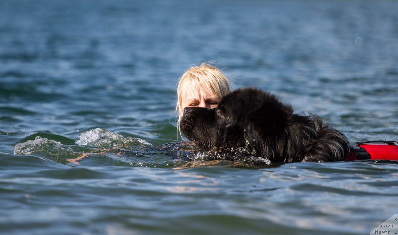 Фото: ньюфаундленд Плюшевая Панда Ферреро Ронд Нуар (Plushevaya Panda Ferrero Rond Noir)