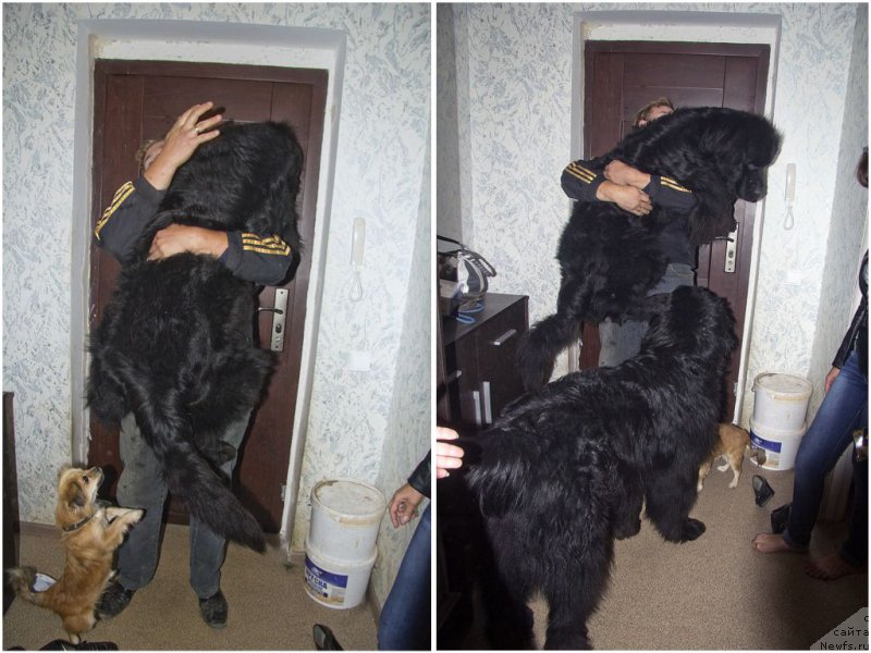 Фото: ньюфаундленд Черный Балу Добрыня, Антон, ньюфаундленд Львиное Сердце