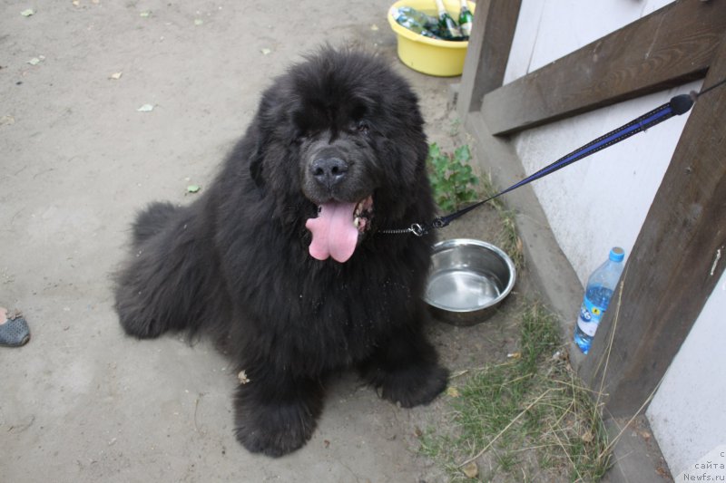Фото: ньюфаундленд Захар из Медвежьего Яра