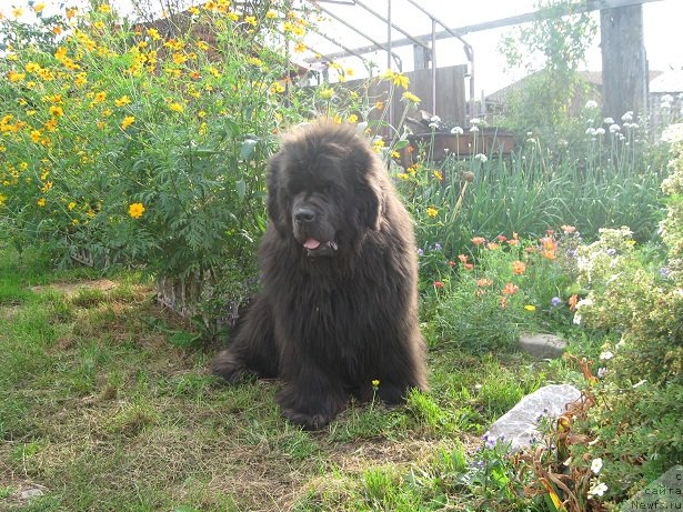 Фото: ньюфаундленд Захар из Медвежьего Яра