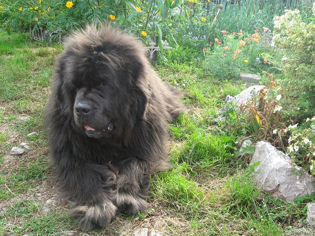 Фото: ньюфаундленд Захар из Медвежьего Яра