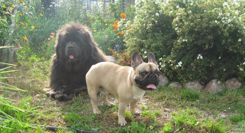 Фото: ньюфаундленд Захар из Медвежьего Яра