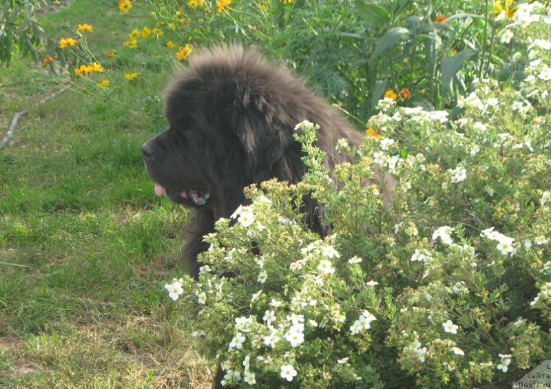Фото: ньюфаундленд Захар из Медвежьего Яра