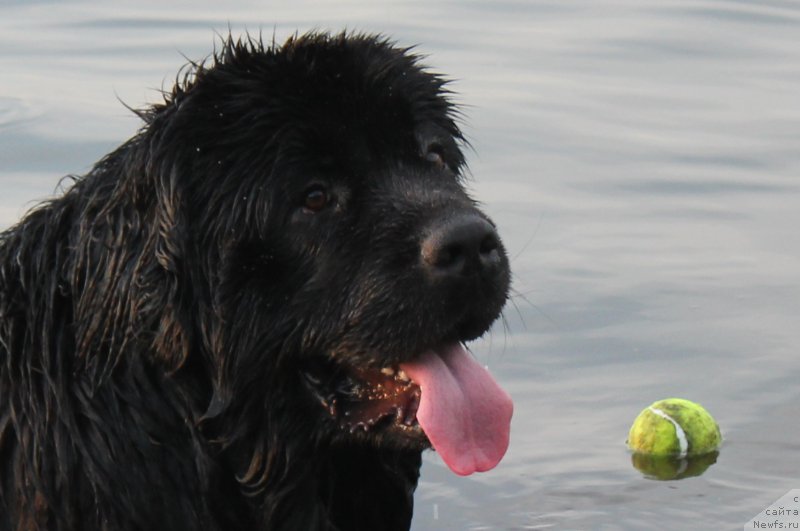 Фото: ньюфаундленд Валмонд Победитель (Valmond Pobeditel)