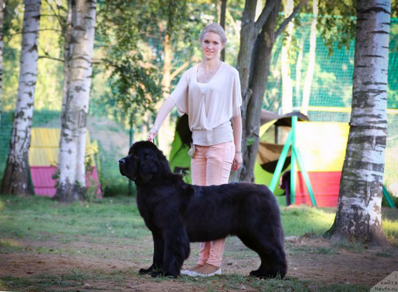 Фото: ньюфаундленд Бегущая по Волнам Чесс Квин Ин Блэк (Beguschaya po Volnam Chess Queen in Black)