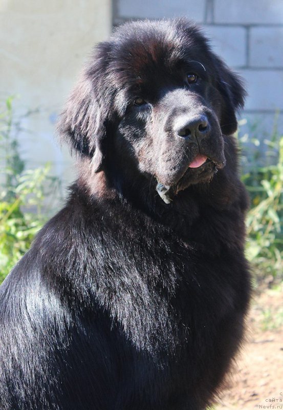 Фотография № 190958