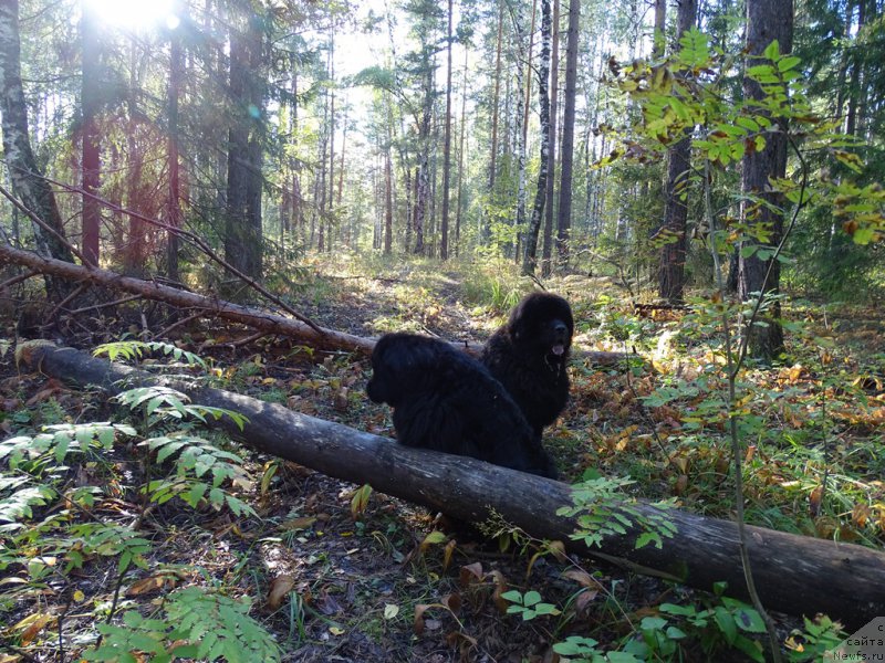 Фото: ньюфаундленд Акин Соул София, ньюфаундленд Анджел Викториус