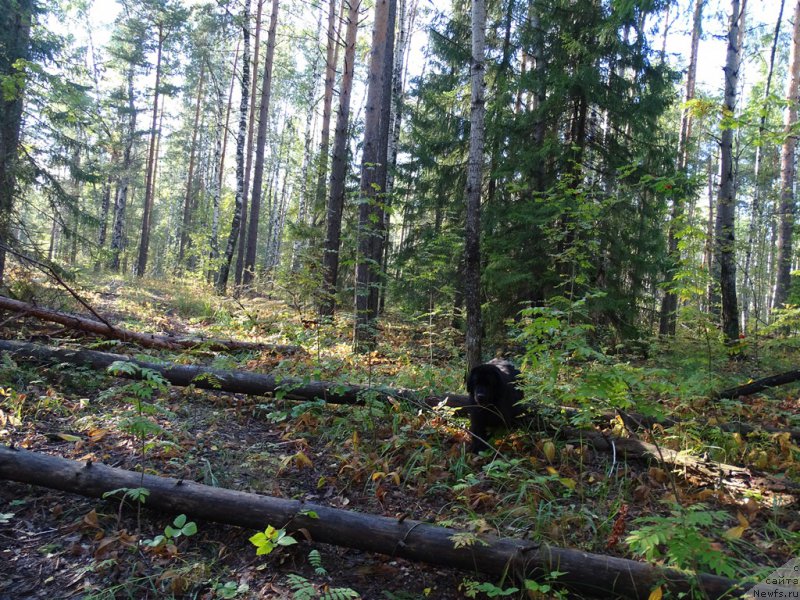 Фото: ньюфаундленд Акин Соул София