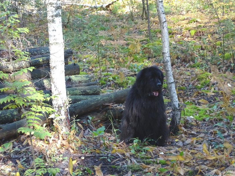 Фото: ньюфаундленд Лесная Сказка Лунная Соната