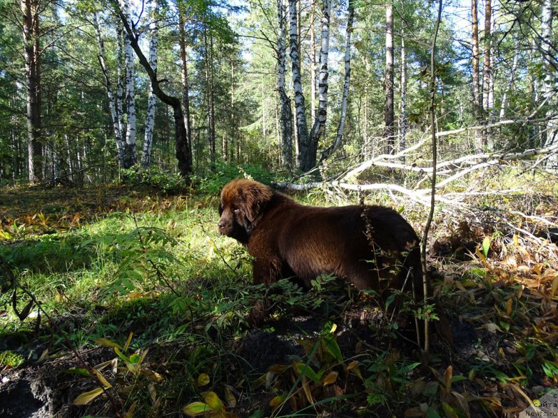 Фото: ньюфаундленд Ньюфорт Вивиан