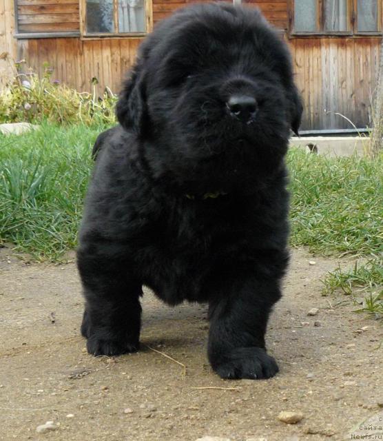 Фото: ньюфаундленд Пчёлкин Дом Весенний Вальс