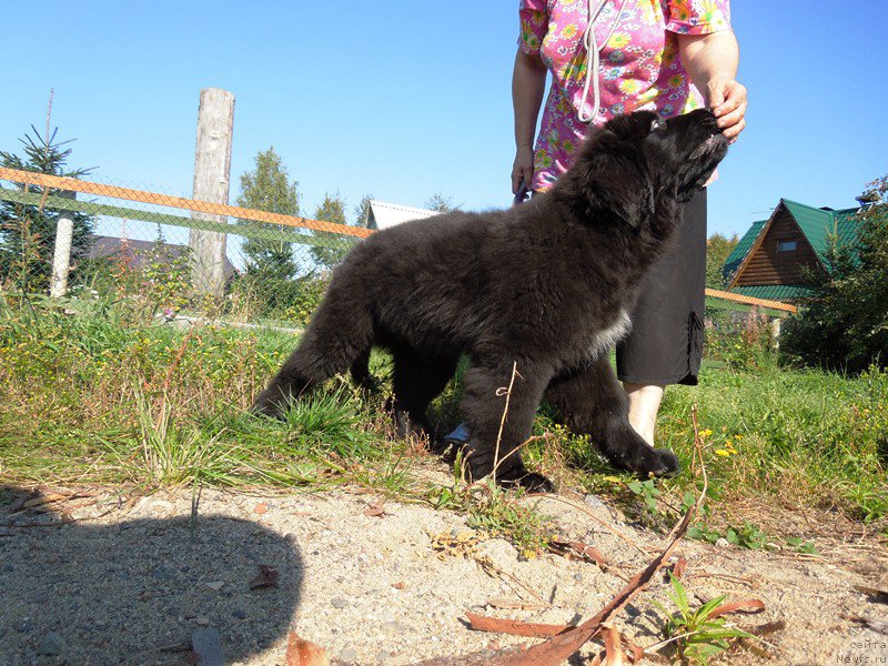 Фото: ньюфаундленд Супер Премиум Улар