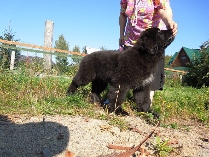 Фото: ньюфаундленд Супер Премиум Улар