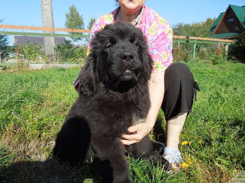 Фотография № 190994