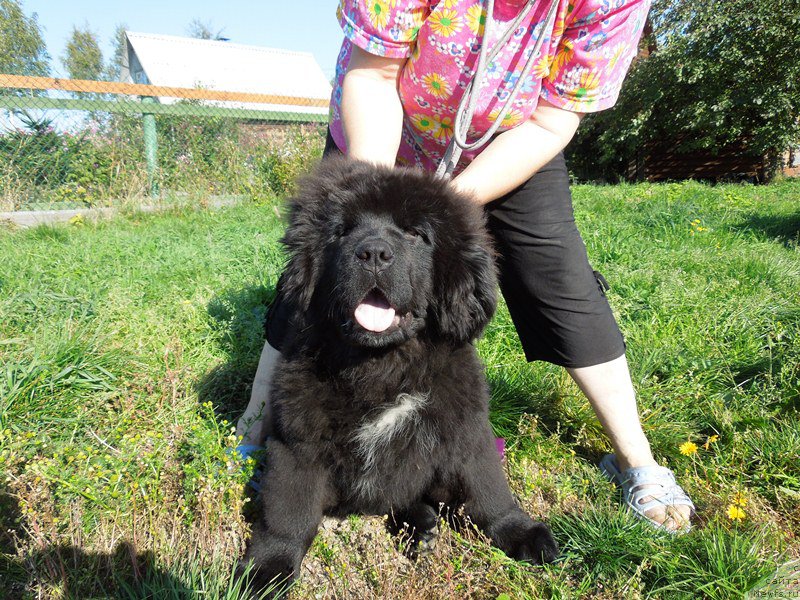 Фото: ньюфаундленд Супер Премиум Улар