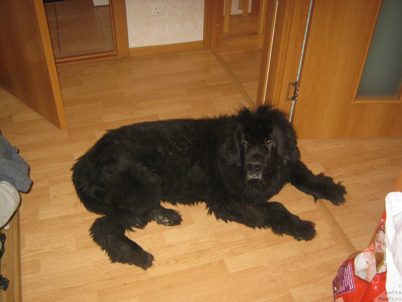 Фото: ньюфаундленд Беретта