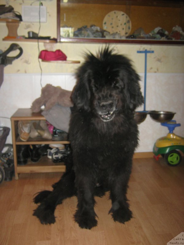 Фото: ньюфаундленд Беретта