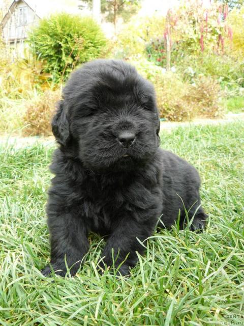 Фото: ньюфаундленд Пчёлкин Дом Весенний Вальс