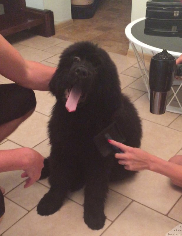 Фото: ньюфаундленд Смигар Юликс Солнечный