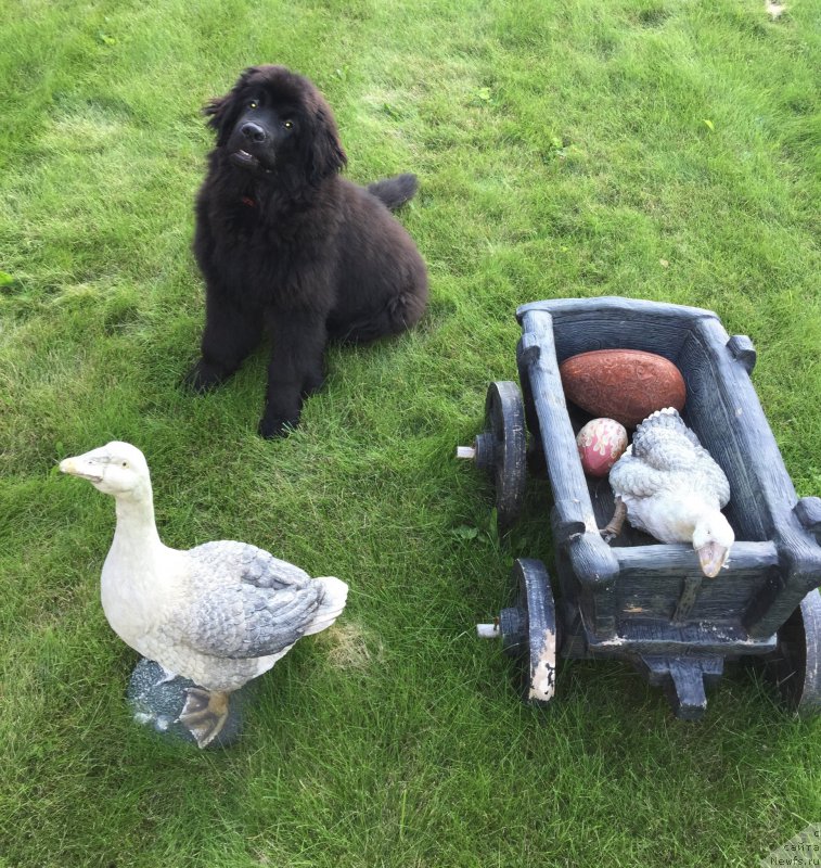 Фото: Яна Гусева, ньюфаундленд Смигар Юликс Солнечный