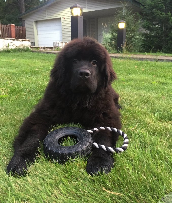 Фото: Яна Гусева, ньюфаундленд Смигар Юликс Солнечный