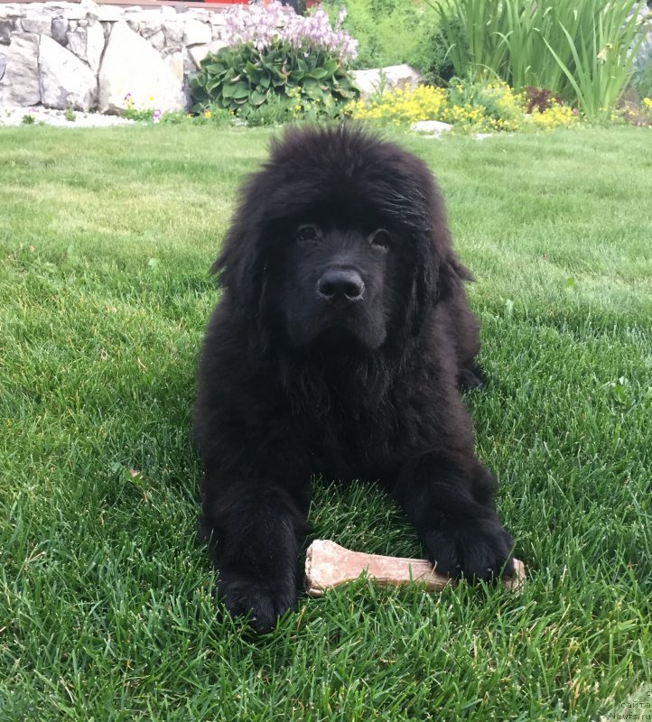 Фото: ньюфаундленд Смигар Юликс Солнечный